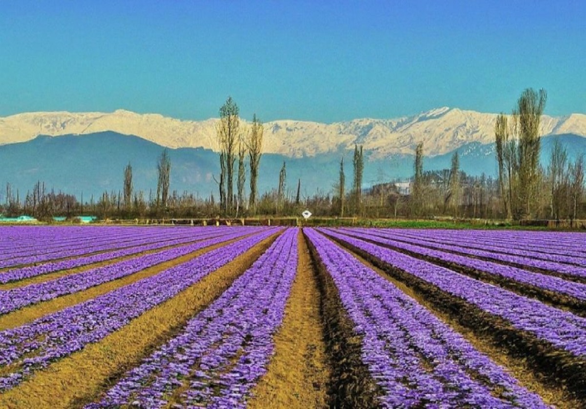 Saffron Drying
