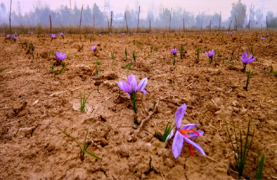 Saffron Farming 2