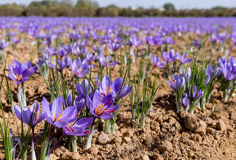 Saffron Harvesting